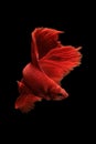 Red betta fish Royalty Free Stock Photo