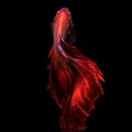 Red betta fish Royalty Free Stock Photo