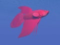 Red betta fish underwater - 3D render Royalty Free Stock Photo