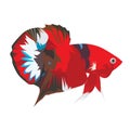 Red Betta Fish Vector Illustration