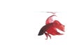 Red betta fish white back ground Royalty Free Stock Photo
