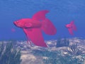Red betta fishes underwater - 3D render