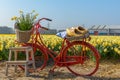 Red bicycle with daffodils Royalty Free Stock Photo