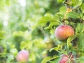 A red big Apple hangs on a green branch Royalty Free Stock Photo