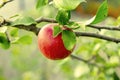 A red big Apple hangs on a green branch
