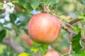 Red big apple on tree Royalty Free Stock Photo