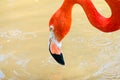 Red big birds Greater Flamingos is relaxing enjoying drinking water