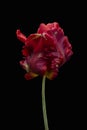 Red big dutch parrot tulip flower close up. Isolated on black background Royalty Free Stock Photo