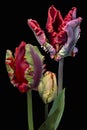 Red big dutch parrot tulip flowers close up. Isolated on black background Royalty Free Stock Photo