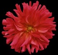 Red big flower, yellow center on a black background isolated with clipping path. Closeup. big shaggy flower. for design Royalty Free Stock Photo
