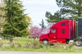 Red big rig semi truck with black semi trailer transporting commercial cargo driving on the spring road with blossom trees