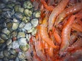 Red big shrimps and grey seashells, close view