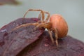 Red big spider on a colored leaf of girl grapes