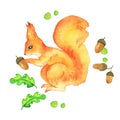 Red big squirrel and acorns and leaves. Watercolor.