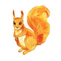 Red big squirrel. Watercolor.