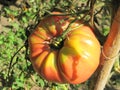 Red big tomatoe closeup Royalty Free Stock Photo