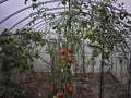 Red big tomatoes in the greenhouse Royalty Free Stock Photo