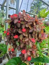 Red bigonia flower with red leaves in the garden Royalty Free Stock Photo