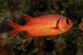 red bigscale bigeye soldierfish fish Royalty Free Stock Photo