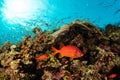 red bigscale bigeye soldierfish fish and sabre squirrelfish Royalty Free Stock Photo