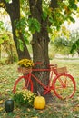 Red bike with flowers. Autumn harvest terrace background. Halloween. Country. Pumpkins and flowers. Vacation home. Thanksgiving