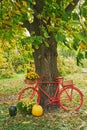 Red bike with flowers. Autumn harvest terrace background. Halloween. Country. Pumpkins and flowers. Vacation home. Thanksgiving