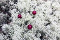 Red bilberry berries on a white moss background like a drop of blood on white. Beauty in nature.