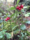 Red bilberries