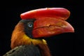 Red bill hornbill detail portrait. Northern rufous hornbill, Buceros hydrocorax, Philippine bird in the dark forest habitat. Head