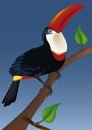 Red billed bird toucan
