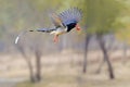 Red-billed Blue Magpie Royalty Free Stock Photo