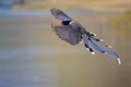 Red-billed Blue Magpie Royalty Free Stock Photo