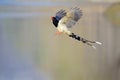 Red-billed Blue Magpie Royalty Free Stock Photo