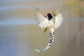 Red-billed Blue Magpie Royalty Free Stock Photo