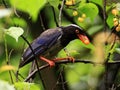 Red-billed Blue Magpie Royalty Free Stock Photo