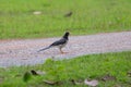 Red-billed Blue magpie Royalty Free Stock Photo