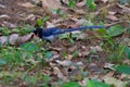 Red-billed Blue magpie Royalty Free Stock Photo