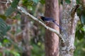 Red-billed Blue magpie Royalty Free Stock Photo