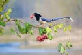 Red-billed Blue Magpie Royalty Free Stock Photo