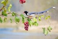 Red-billed Blue Magpie Royalty Free Stock Photo