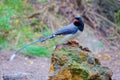 Red-billed Blue Magpie Royalty Free Stock Photo