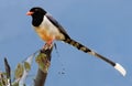 Red-billed blue magpie Royalty Free Stock Photo
