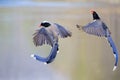 Red-billed Blue Magpie Royalty Free Stock Photo