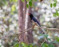Red-billed blue magpie Urocissa erythrorhyncha at Phukhieo wi Royalty Free Stock Photo