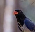 Red-billed blue magpie Urocissa erythrorhyncha at Phukhieo wi Royalty Free Stock Photo