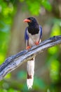 Red-billed blue magpie Royalty Free Stock Photo