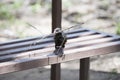 Red-billed Buffalo-Weaver Bubalornis niger Carries a Stick