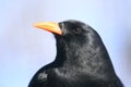 Red-billed chough Royalty Free Stock Photo