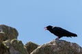 Closeup picture of a Red-billed chough, Pyrrhocorax pyrrhocorax Royalty Free Stock Photo
