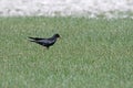 Red-billed Chough (Pyrrhocorax pyrrhocorax) feeding in the grass Royalty Free Stock Photo